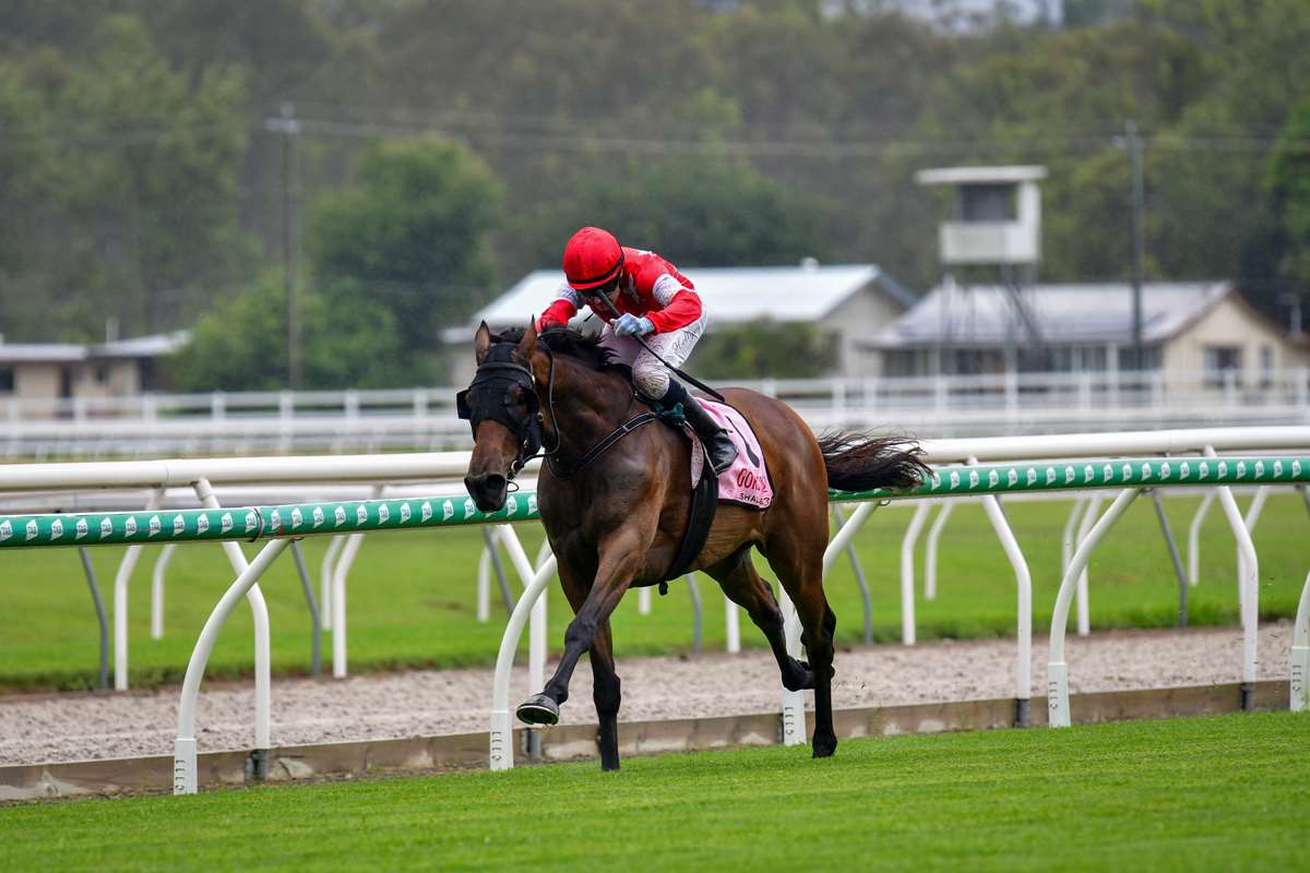 Jungle galloper jets off at Ipswich